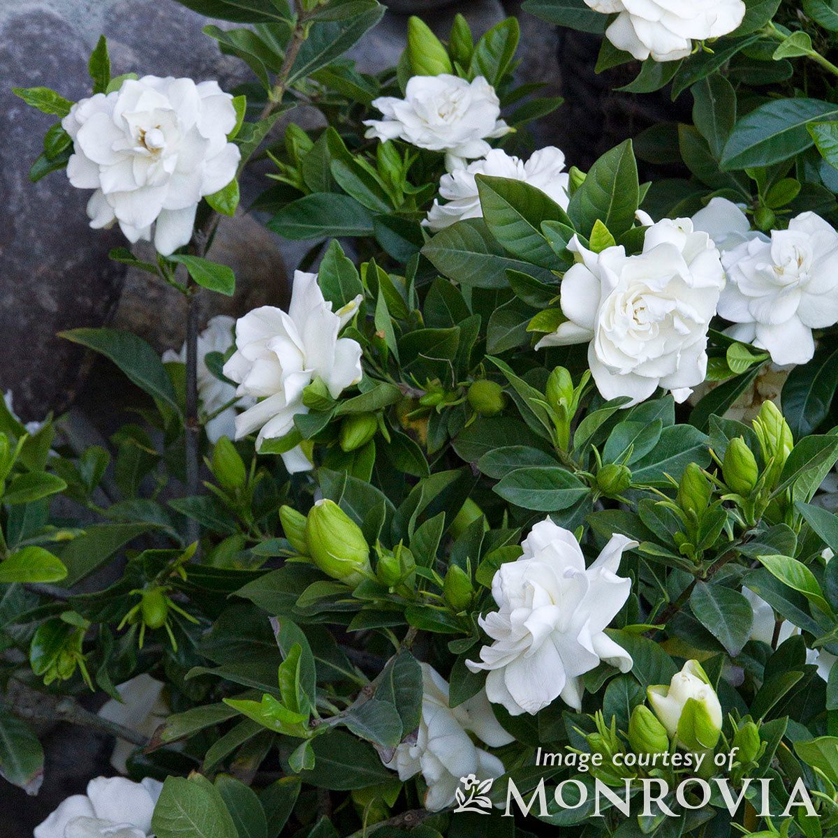 Gardenia jasminoides Veitchii 5gal Everblooming Gardenia