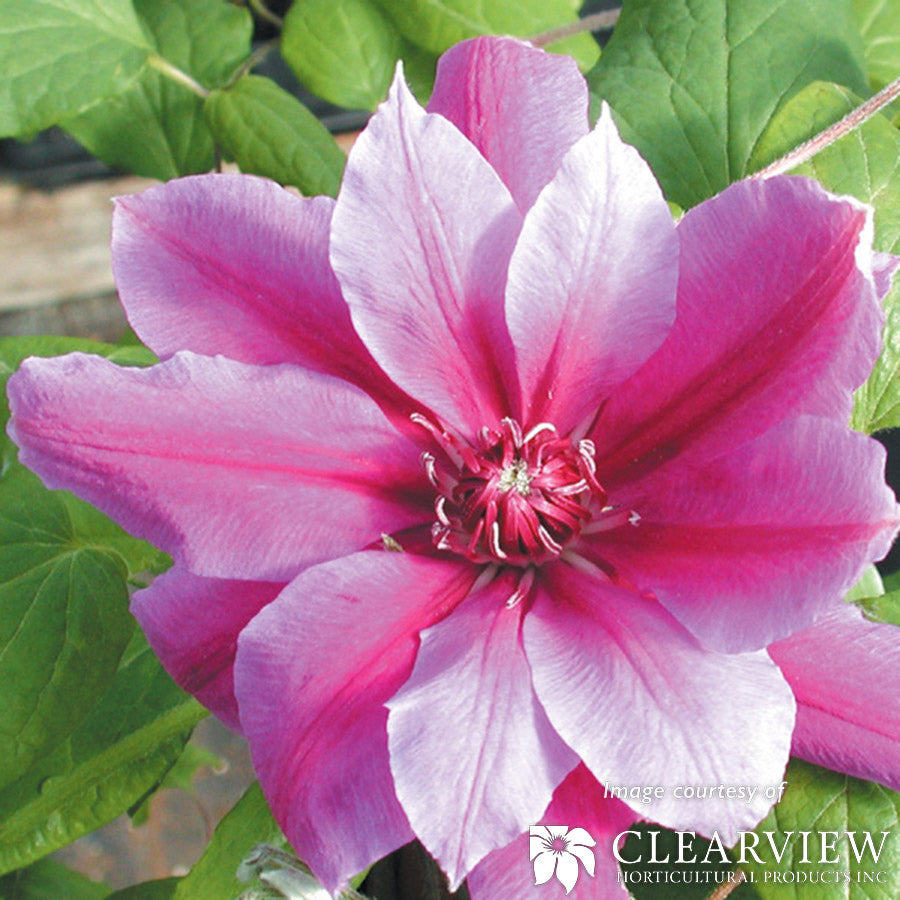 Clematis Scartho Gem 1gal bicolor pink