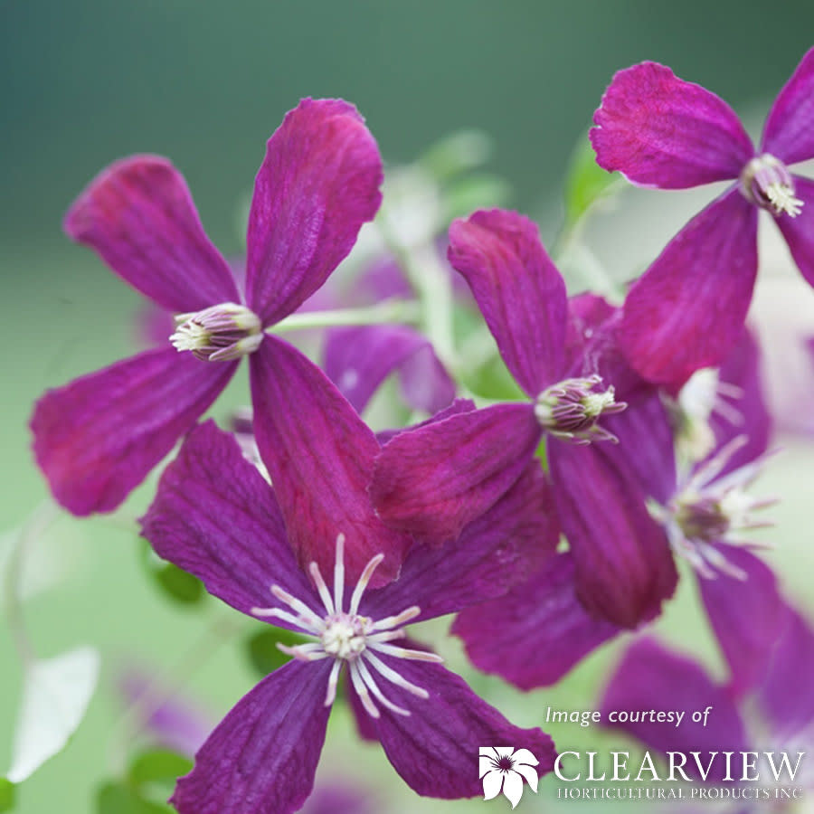 Clematis Sweet Summer Love 2gal purple