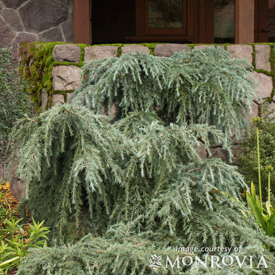 Cedrus deodara Feelin Blue 5gal dwarf Cedar