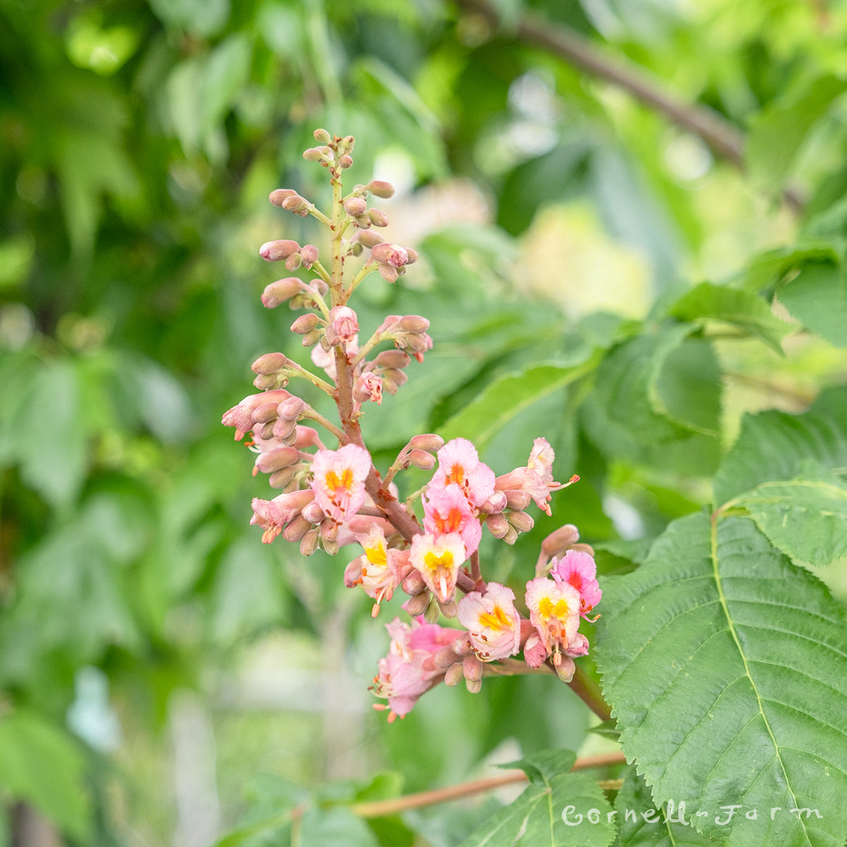 Aesculus x carnea Briotii 20gal 1.5cal Red Horse Chestnut