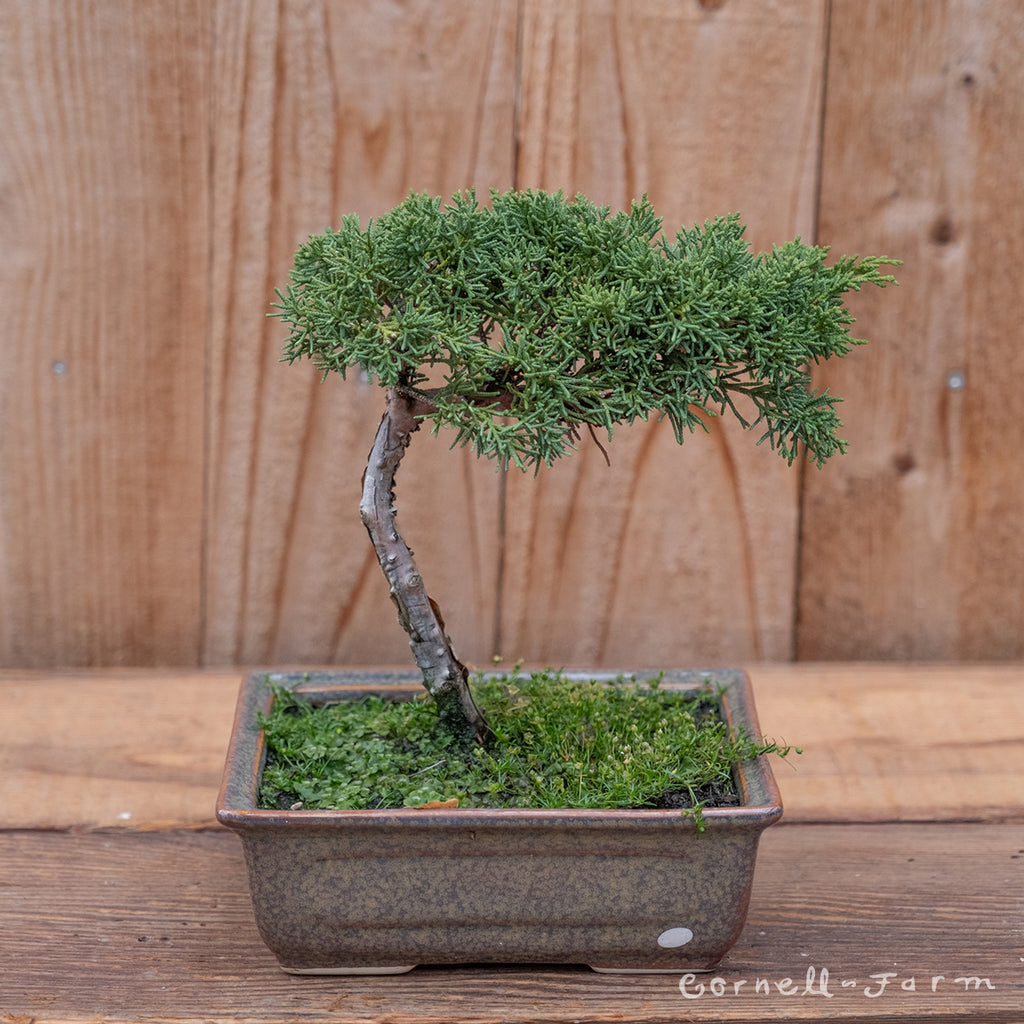 bonsai trees for sale in portland oregon Juniperus c. Shimpaku Pre-Bonsai 8in