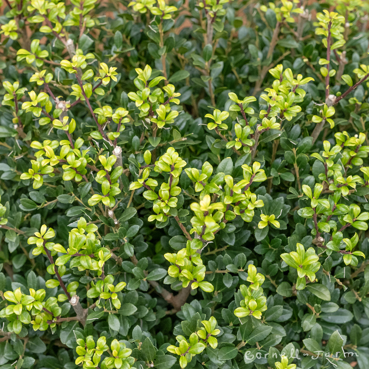 Ilex crenata Luxus Globe 2gal globe