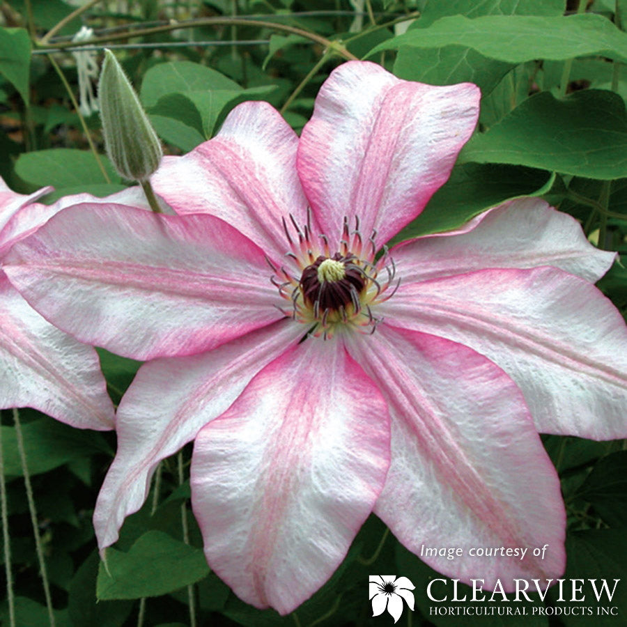 Clematis John Warren 1gal