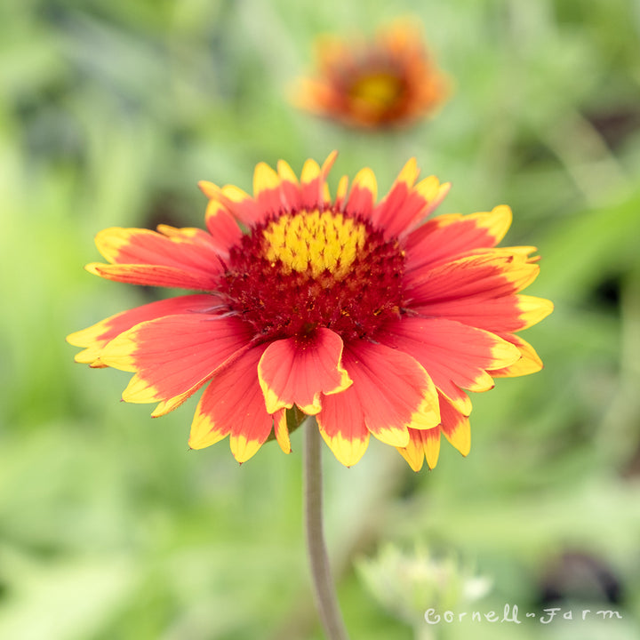 Gaillardia aristata 1gal Blanket Flower – Cornell Farm