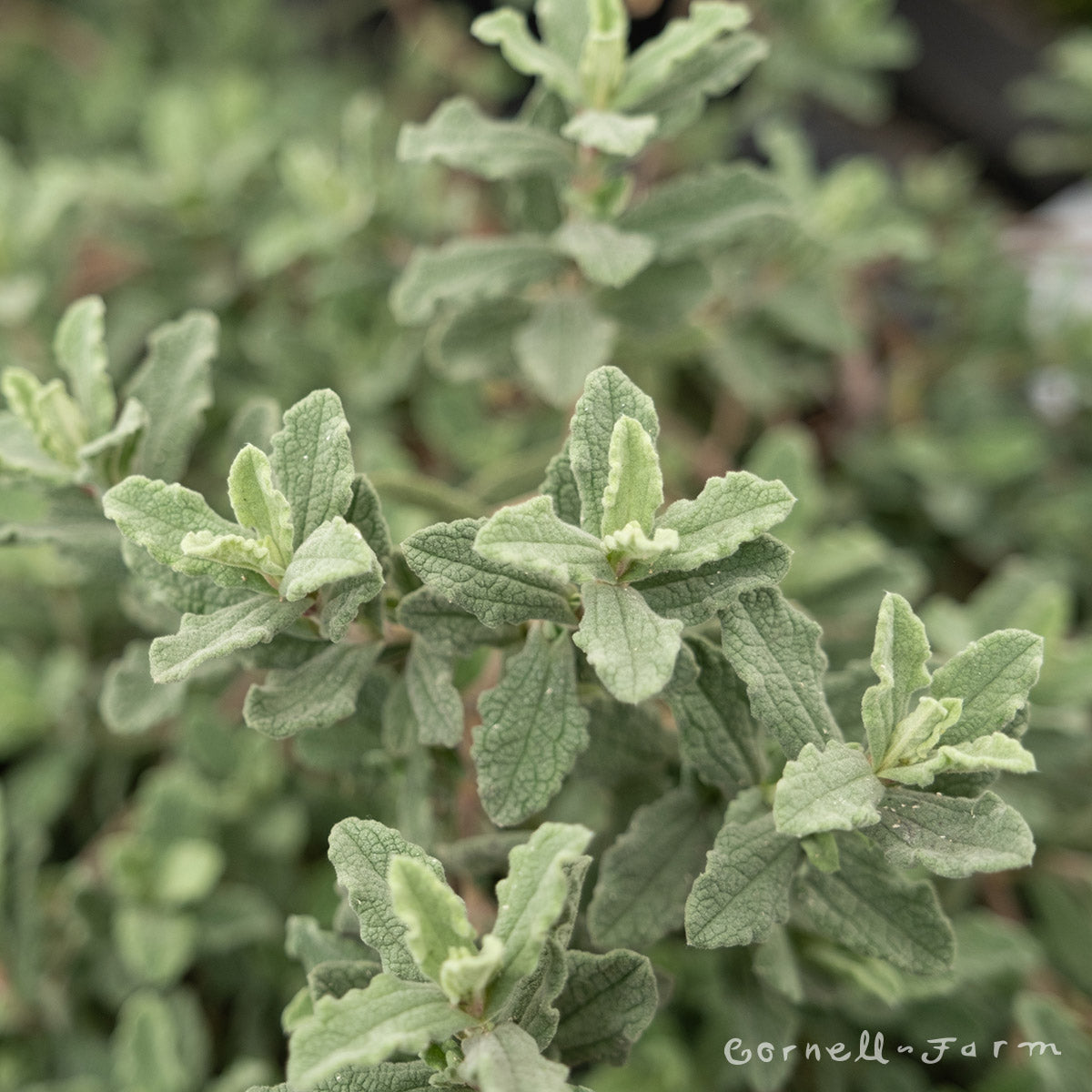 Cistus Mickie 2gal Rock Rose