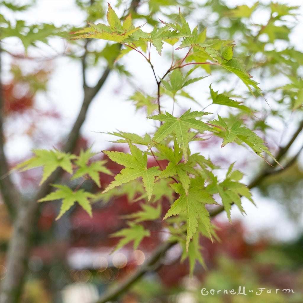 【新品未使用】 メープル Woodland Maple Leaf Acer p. Standard Green 25gal Japanese Maple WS – Cornell Farm