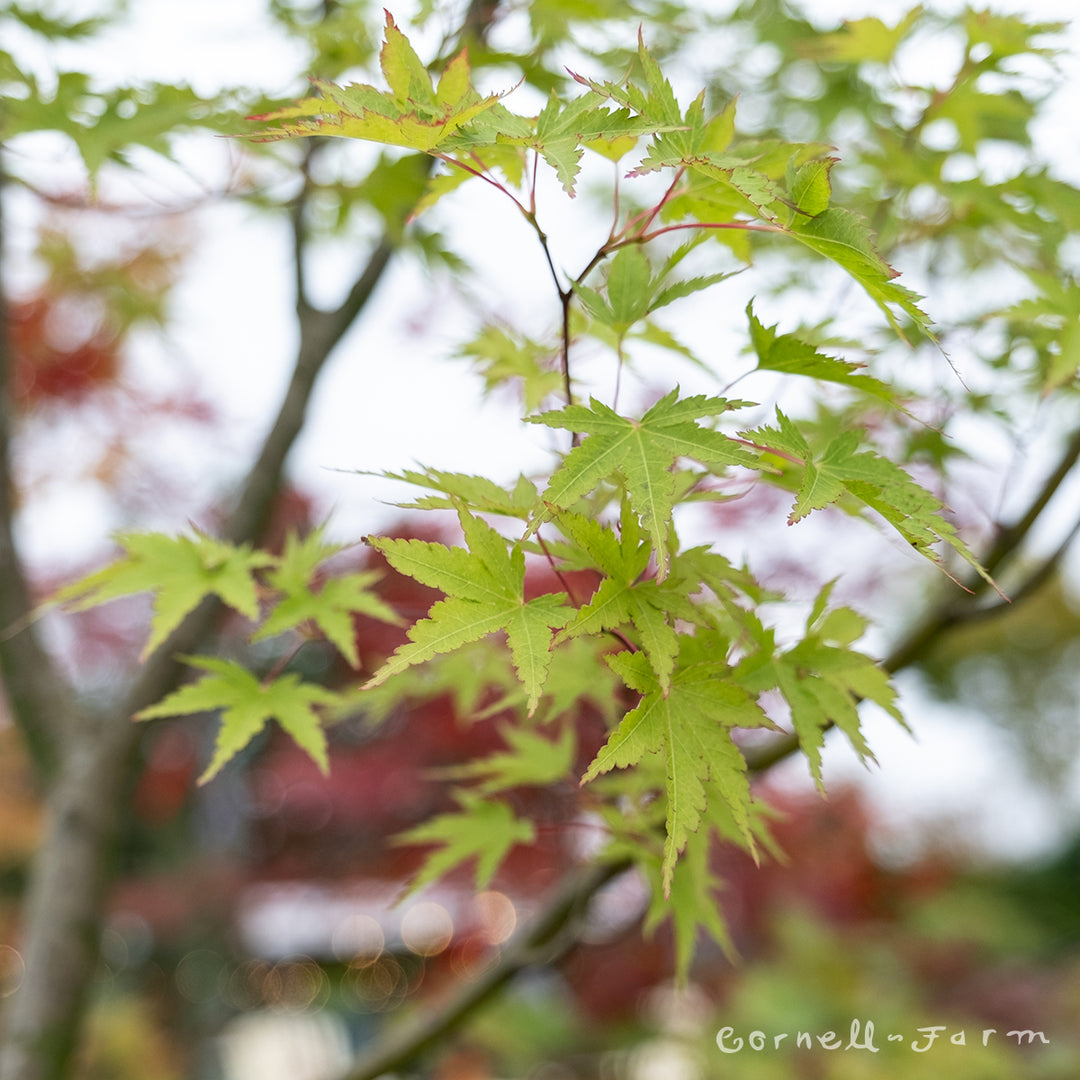 【新品未使用】 メープル Woodland Maple Leaf Maple leaf pick 22” - Greenery Market