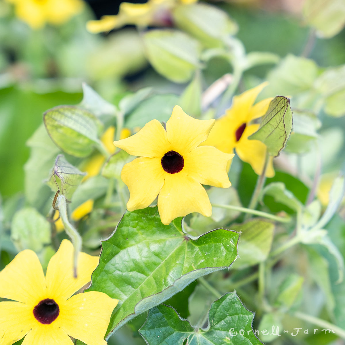 Thunbergia on Trellis 8in