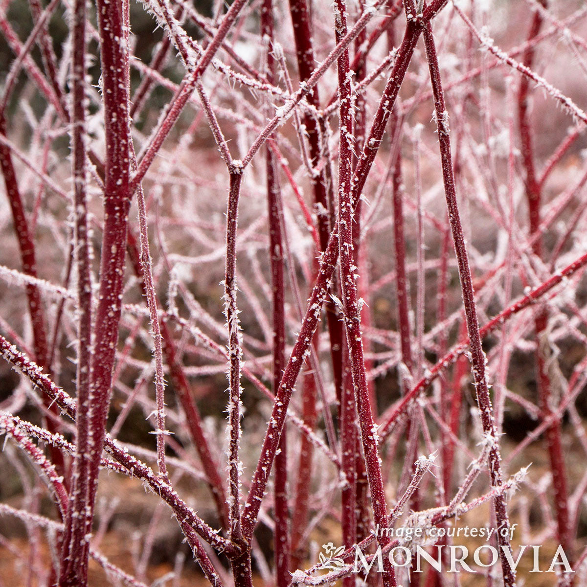 Cornus alba Elegantissima 5gal Shrub Dogwood PT