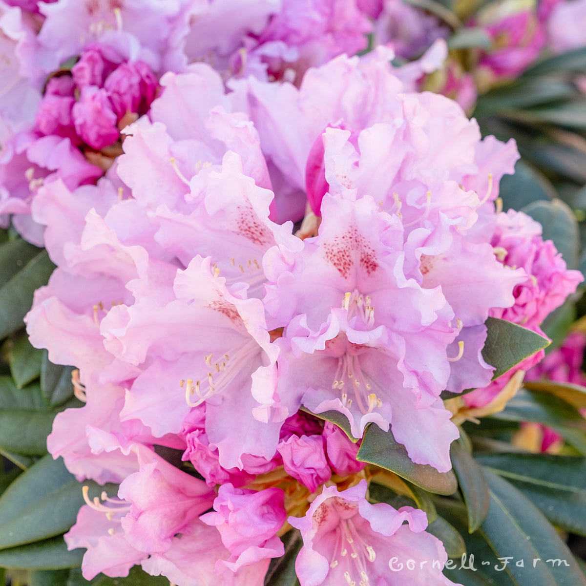 Rhododendron Lightly Lavendar 1gal