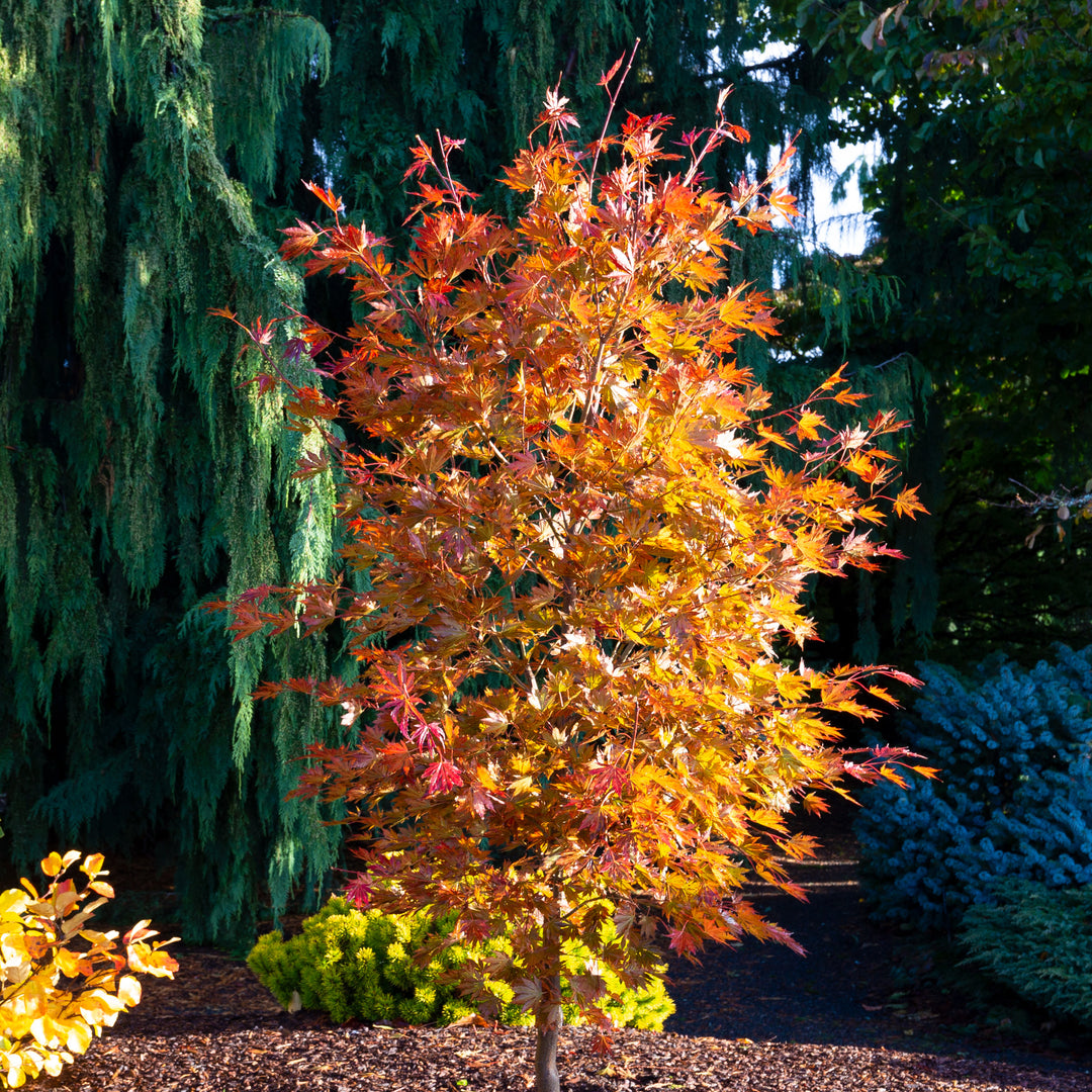 Acer x pse. Alpenglow 15gal Korean Maple – Cornell Farm