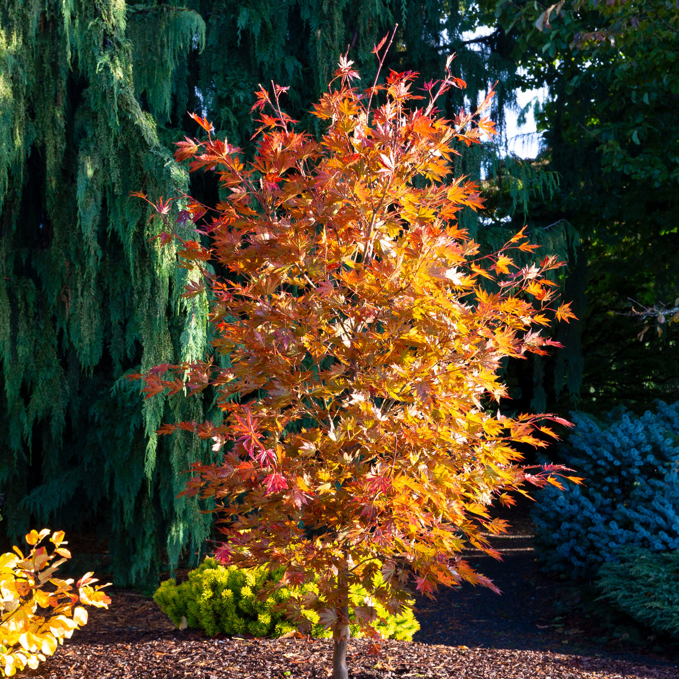 Acer x pse. Alpenglow 15gal Korean Maple