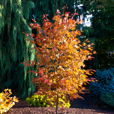 Acer x pse. Alpenglow 15gal Korean Maple