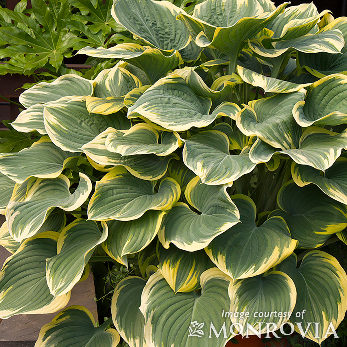 Hosta Fluctuans Sagae 2gal