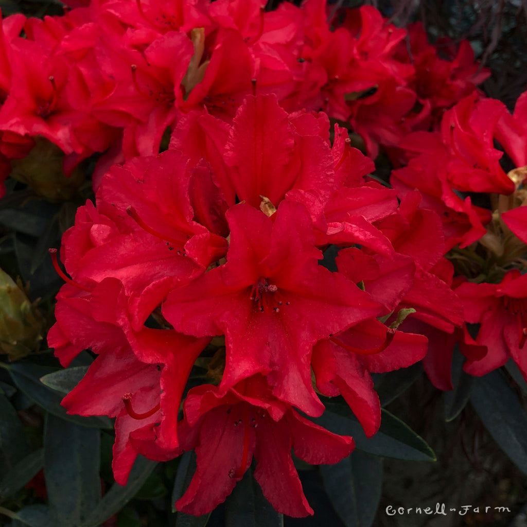 Rhododendron Vulcans Flame 3gal – Cornell Farm