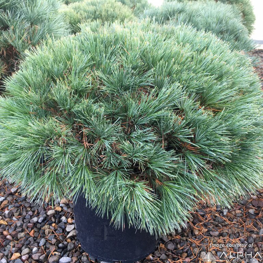 Pinus strobus Blue Shag 10gal. 18-21" spd. White Pine