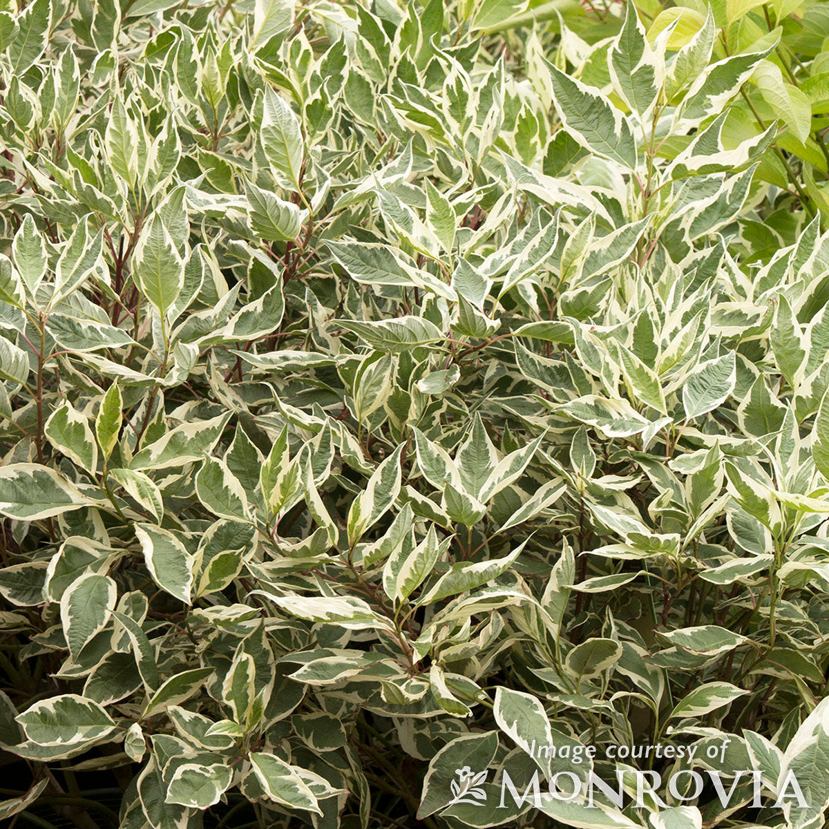 Cornus alba Elegantissima 5gal Shrub Dogwood PT