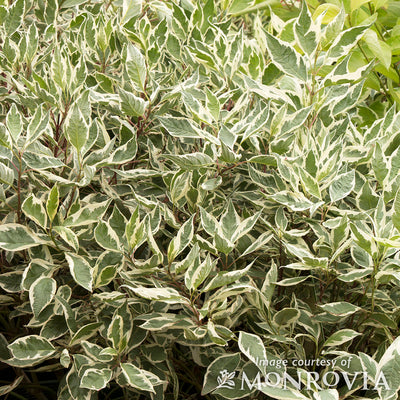 Cornus alba Elegantissima 5gal Shrub Dogwood PT