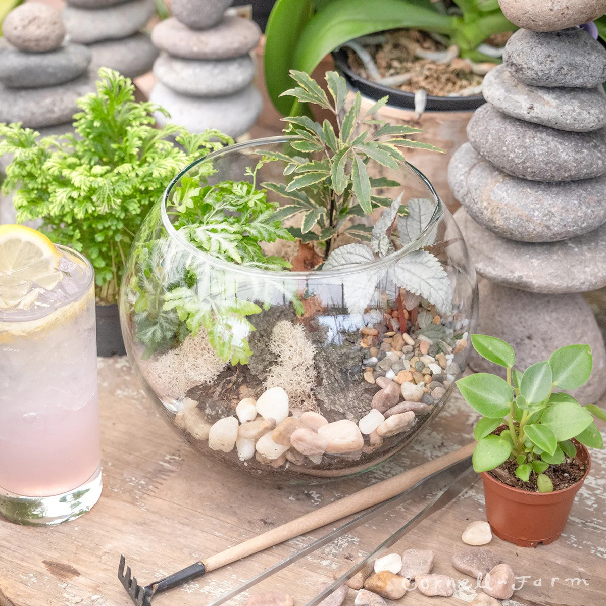 Plant & Sip: Terrarium Workshop (July 26th at 4pm)