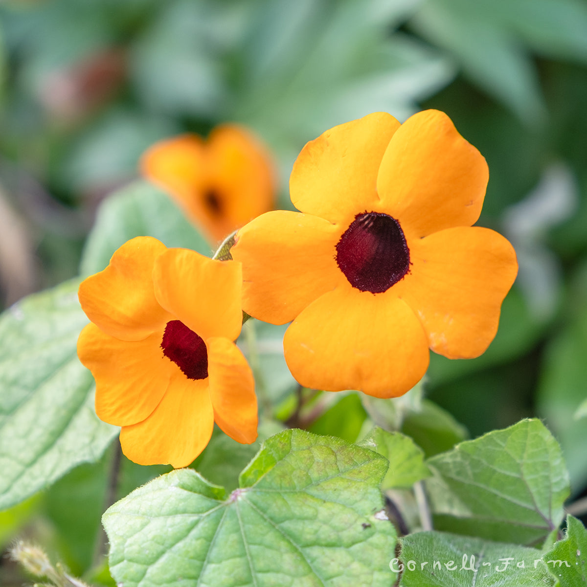 Thunbergia on Trellis 8in