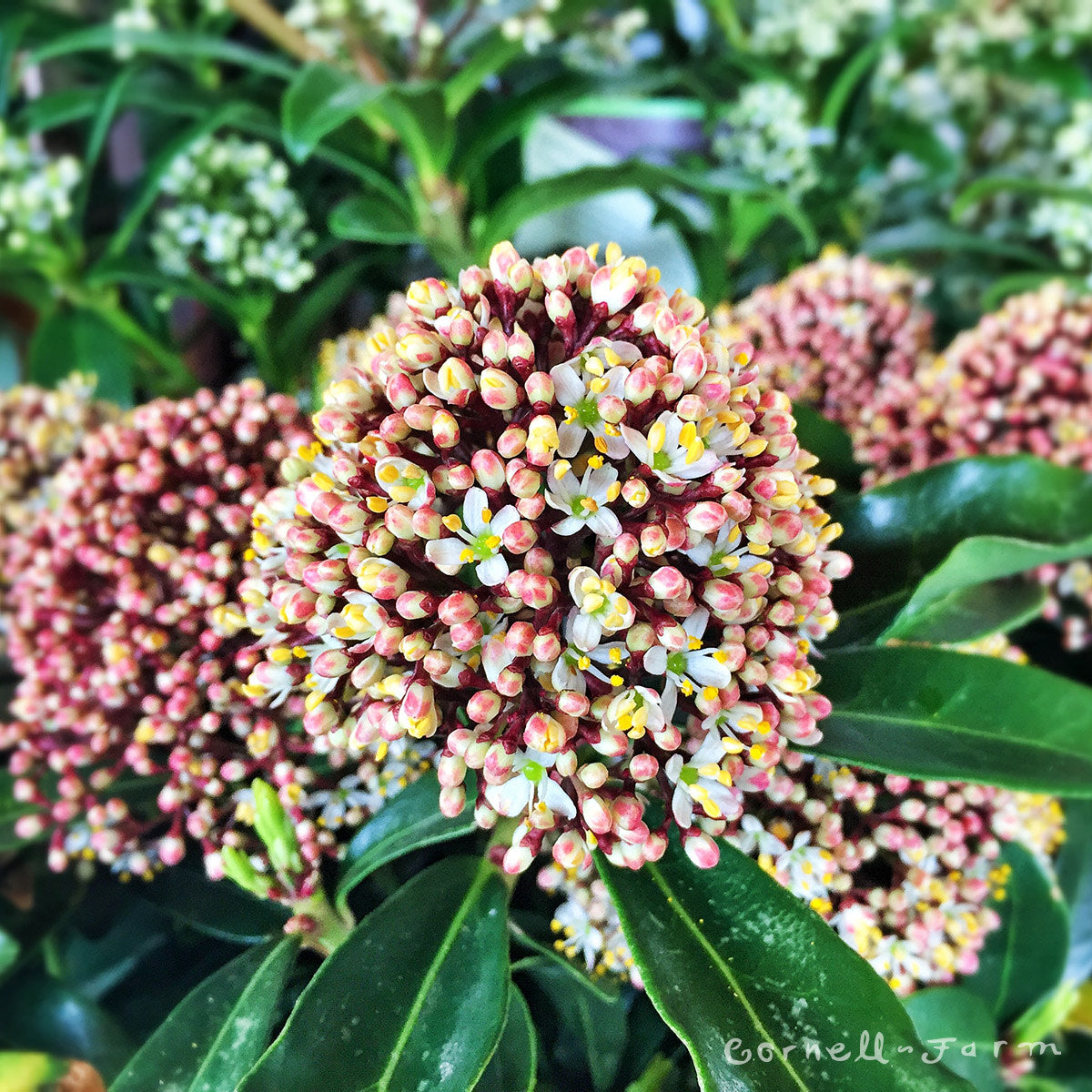 Skimmia j. (Male) 1gal