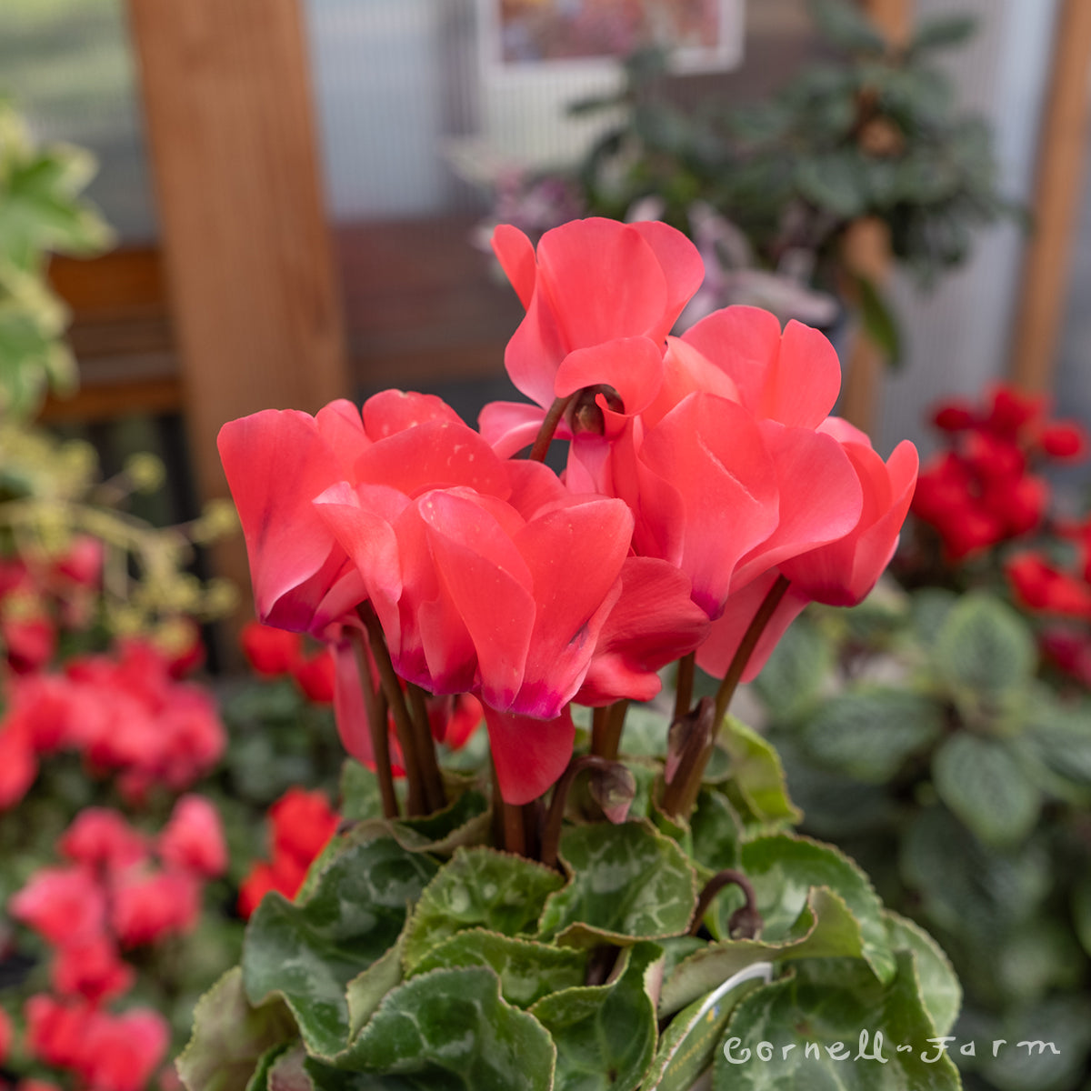 Cyclamen SuperSerie Allure Dark Salmon 4in