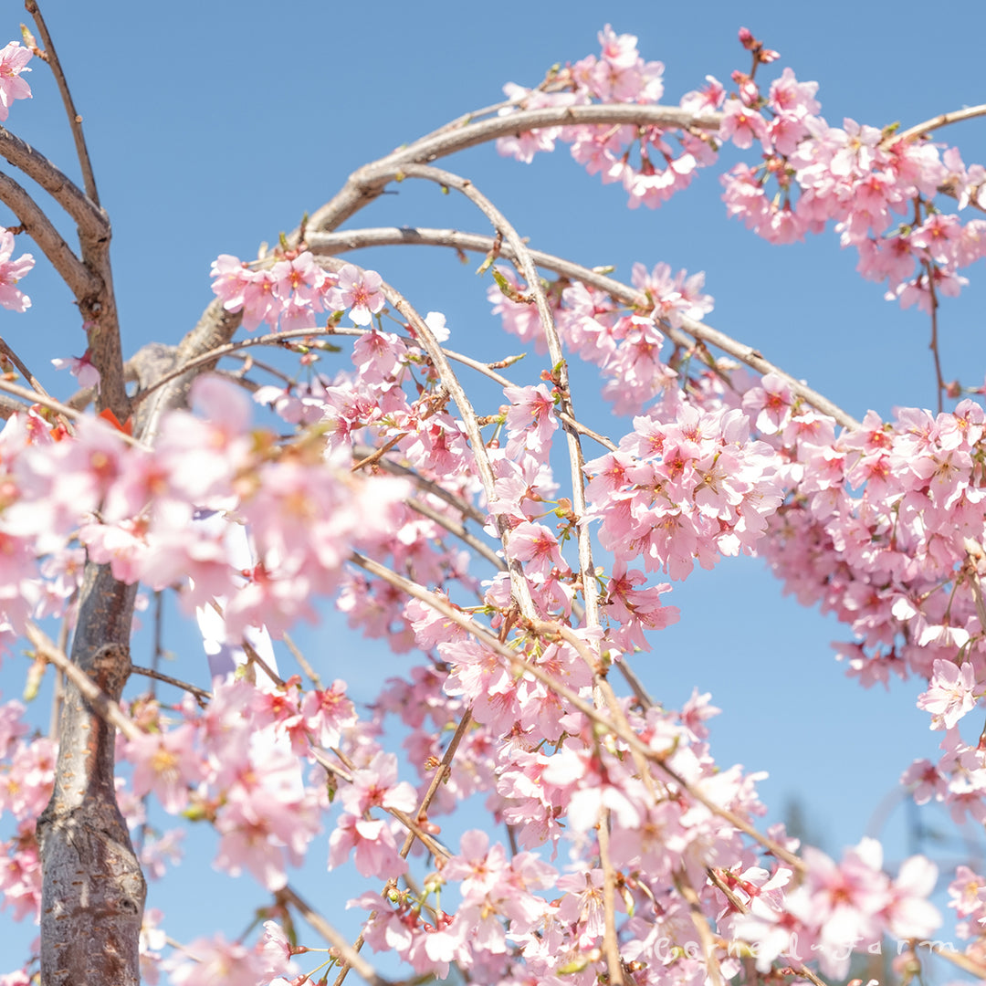 Prunus s. Pink Cascade 15gal 5' Weeping Flowering Cherry – Cornell