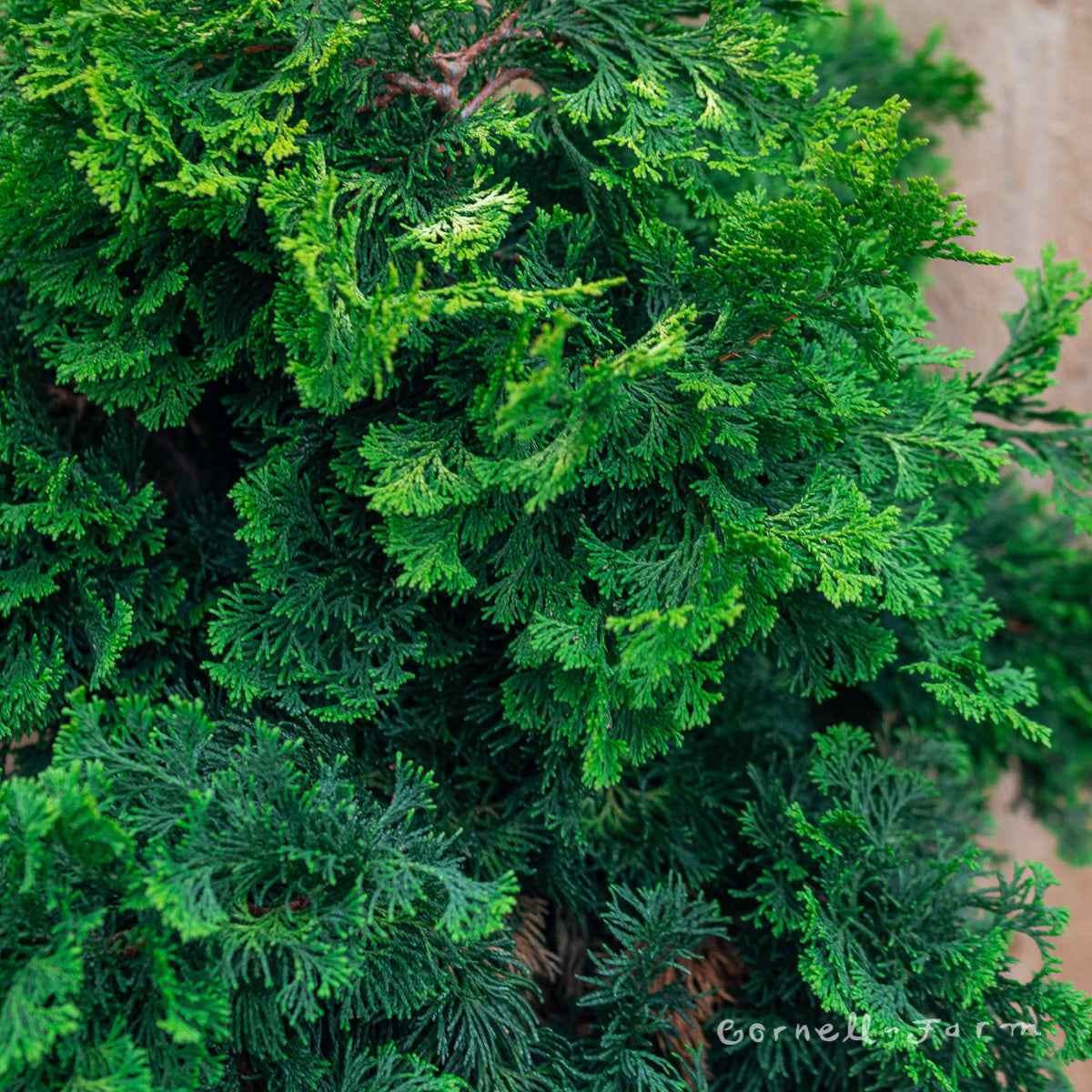 Chamaecyparis o. Verdoni 15gal Hinoki Cypress