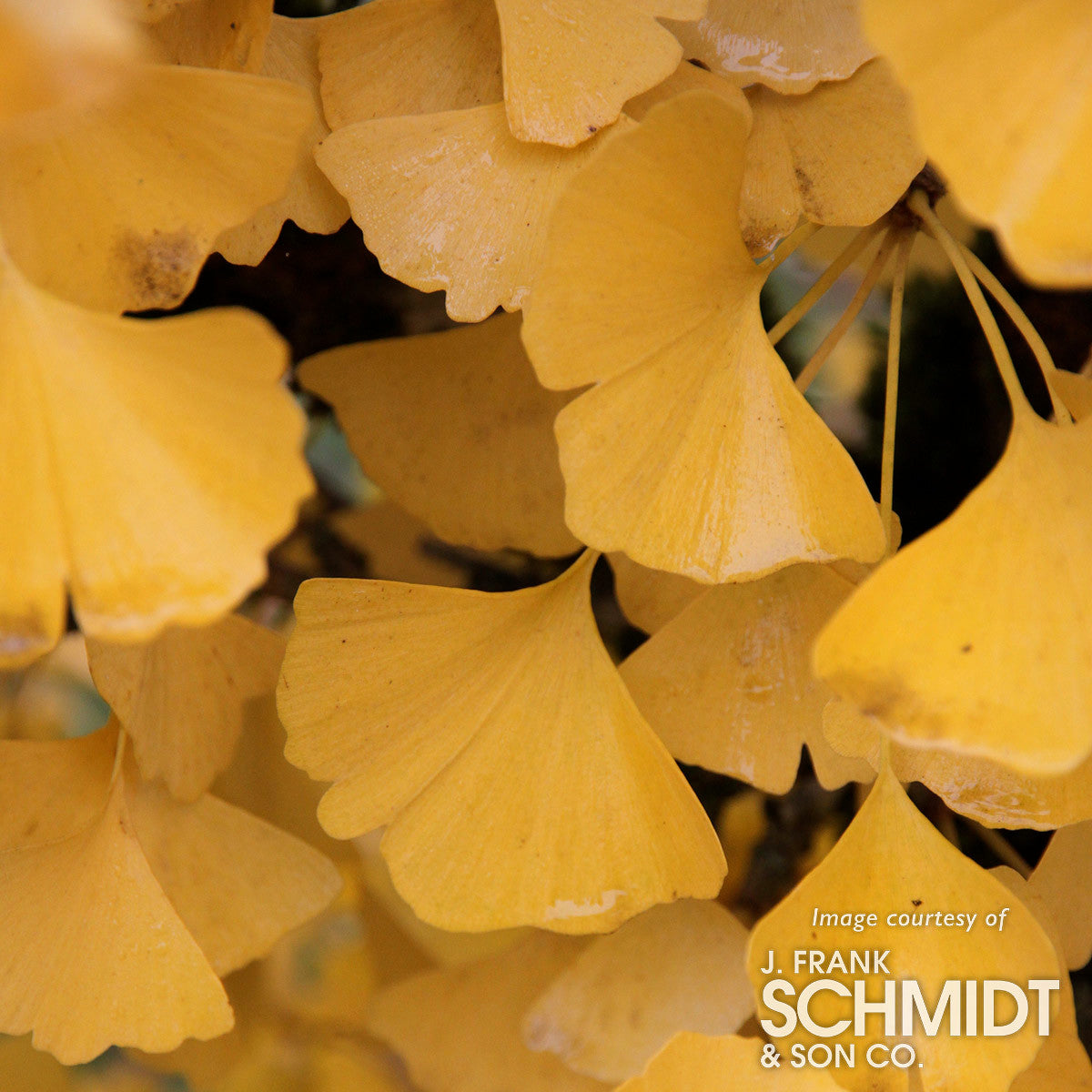 Ginkgo b. Autumn Gold 15gal