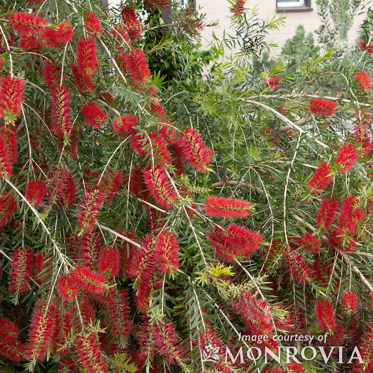 Callistemon viminalis 1gal Bottlebrush