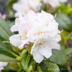Rhododendron Boule de Neige 21-24"