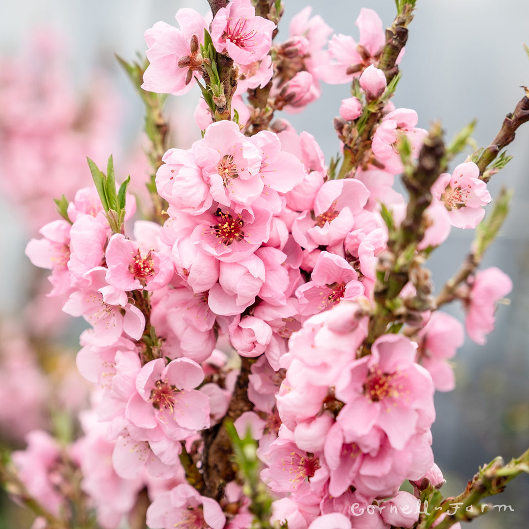 Peach Pix Zee 7gal – Cornell Farm