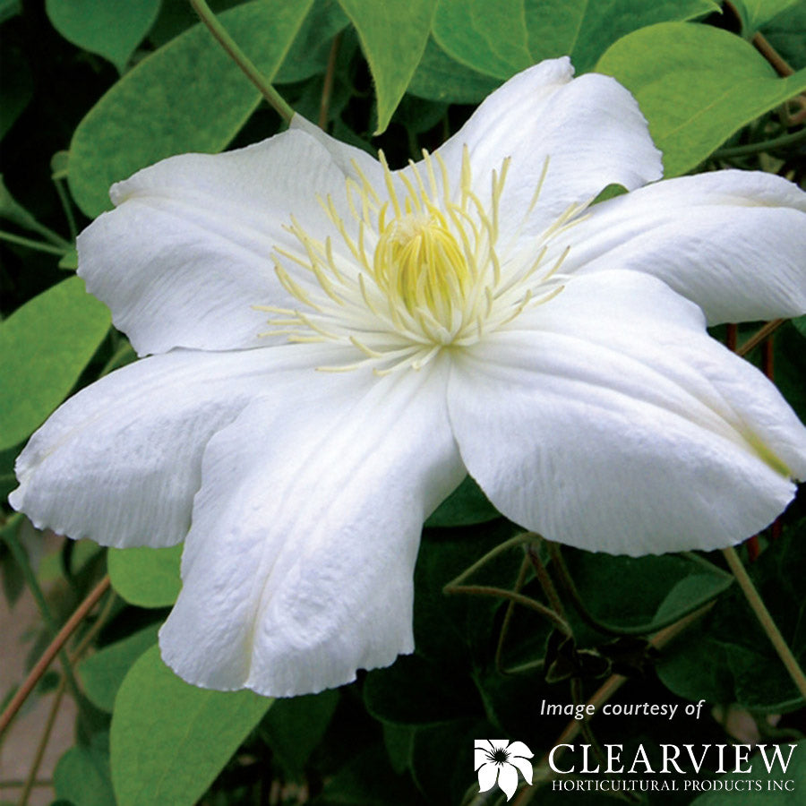 Clematis Madame Le Coultre 1gal white