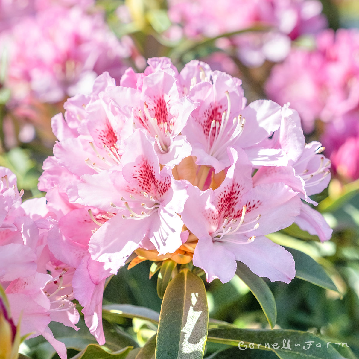 Rhododendron Cheer 21-24"