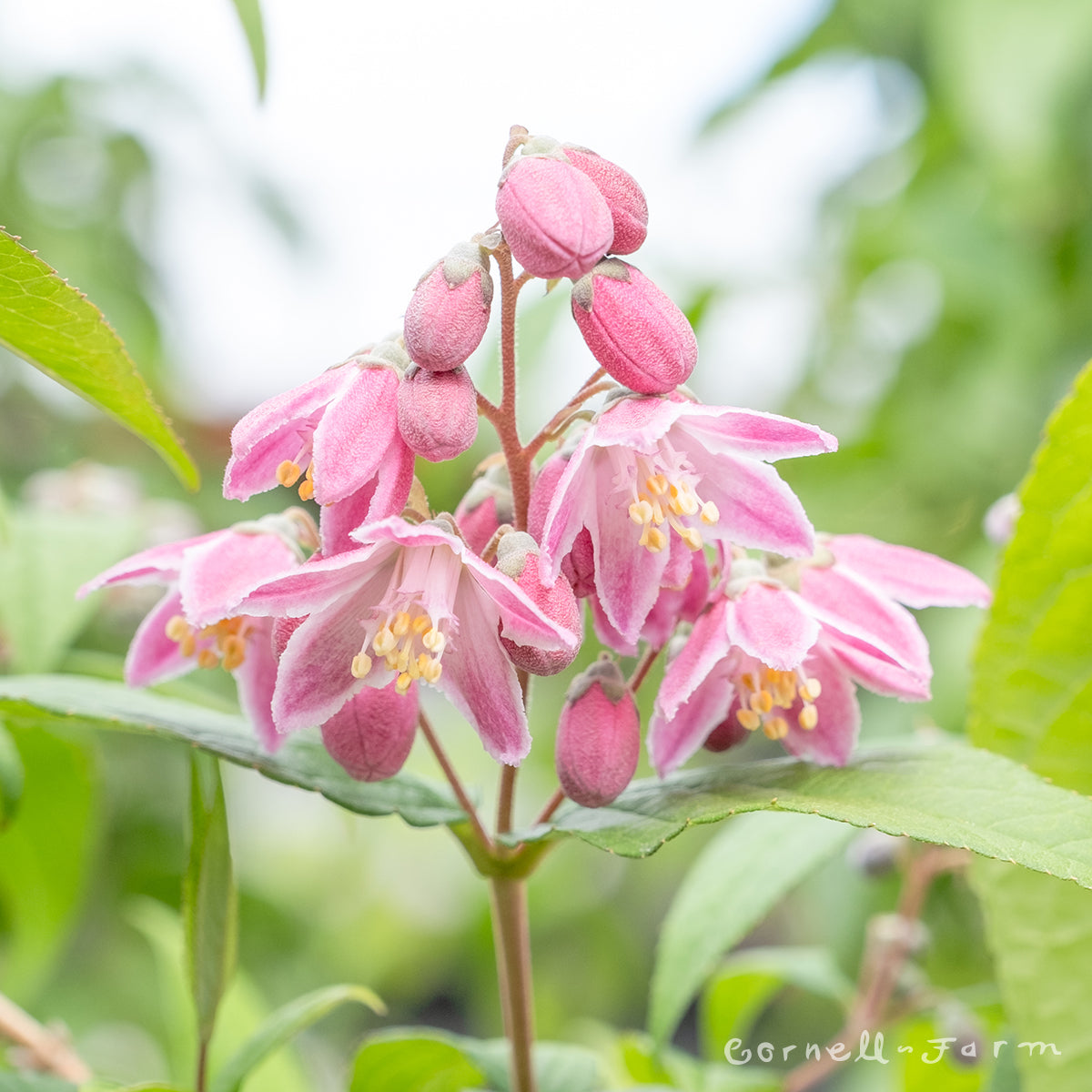 Deutzia g. Strawberry Fields 3gal