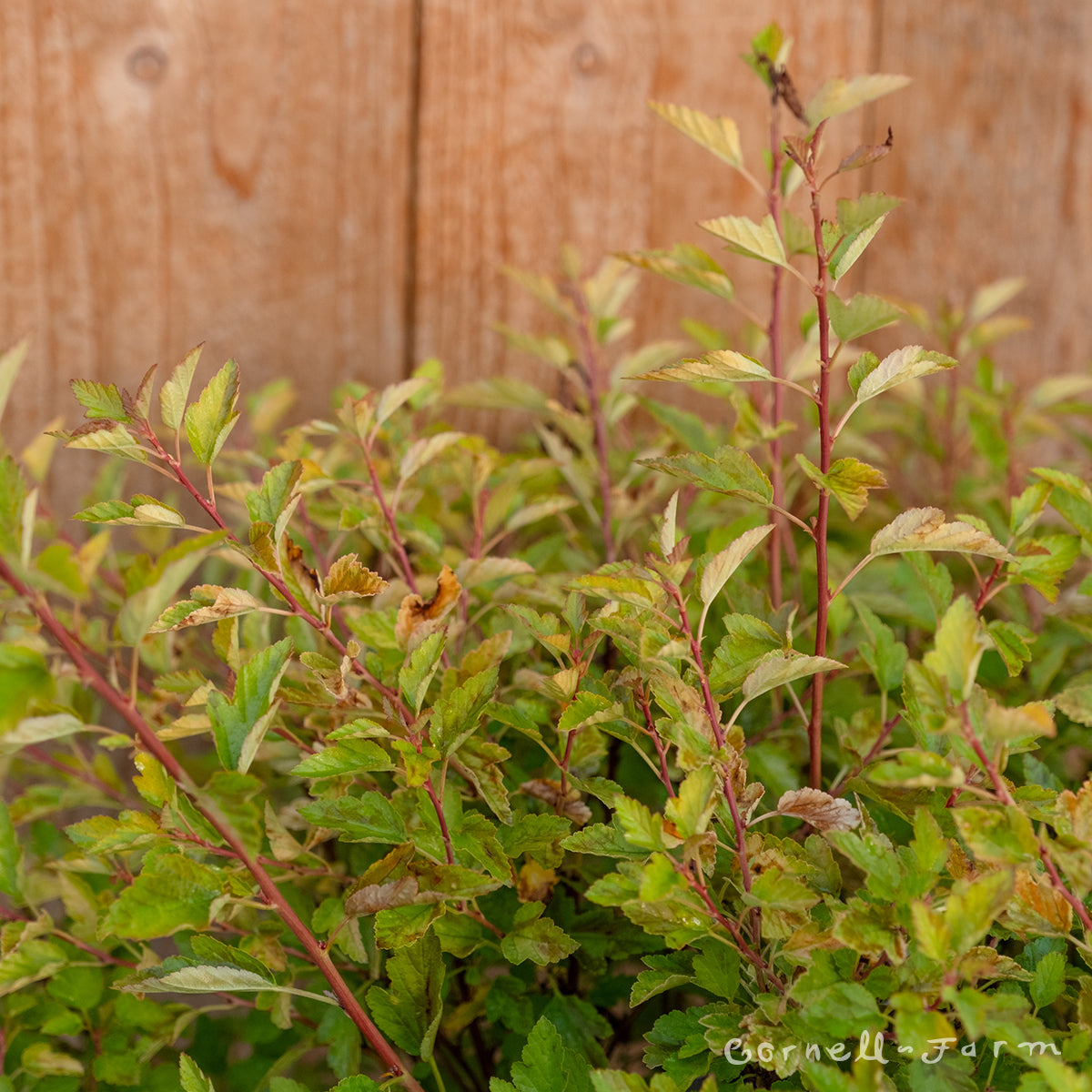 Physocarpus Raspberry Lemonade 2gal Ninebark