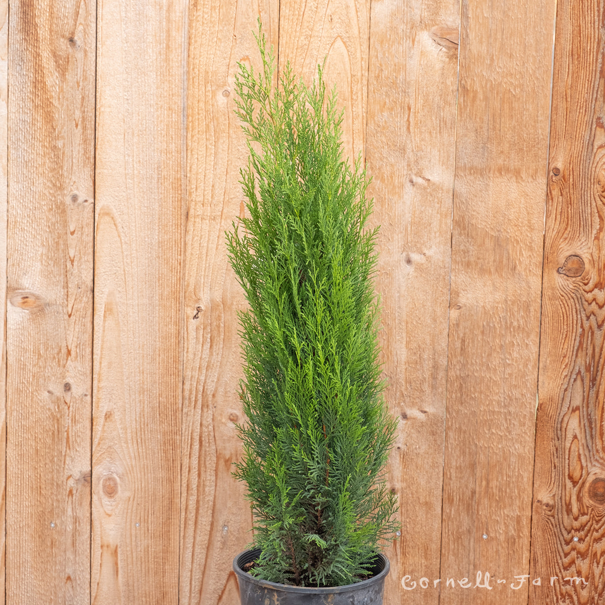 Cupressocyparis l. Shorty 2gal Leyland Cypress