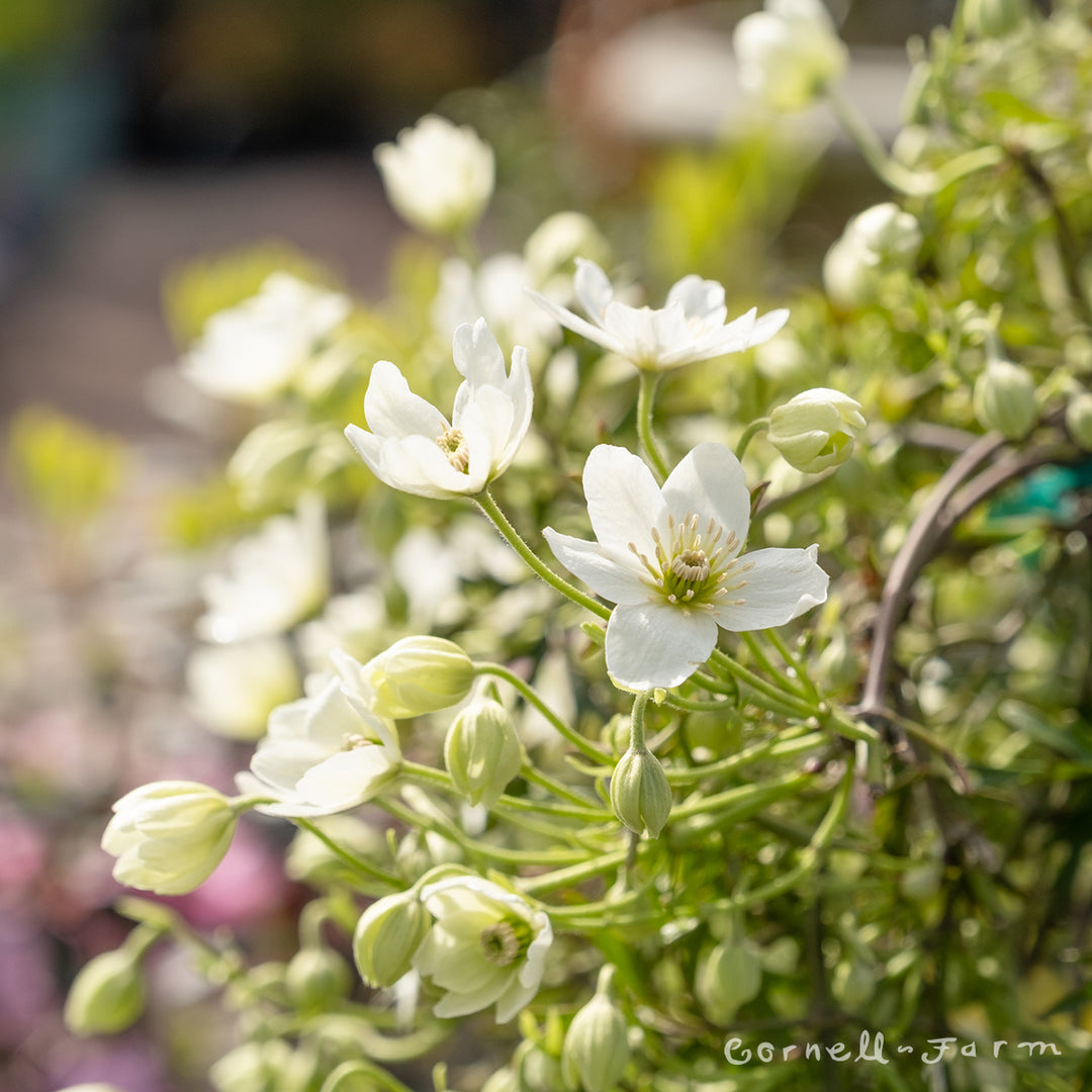 Clematis cartmanii Joe 2gal Evergreen – Cornell Farm