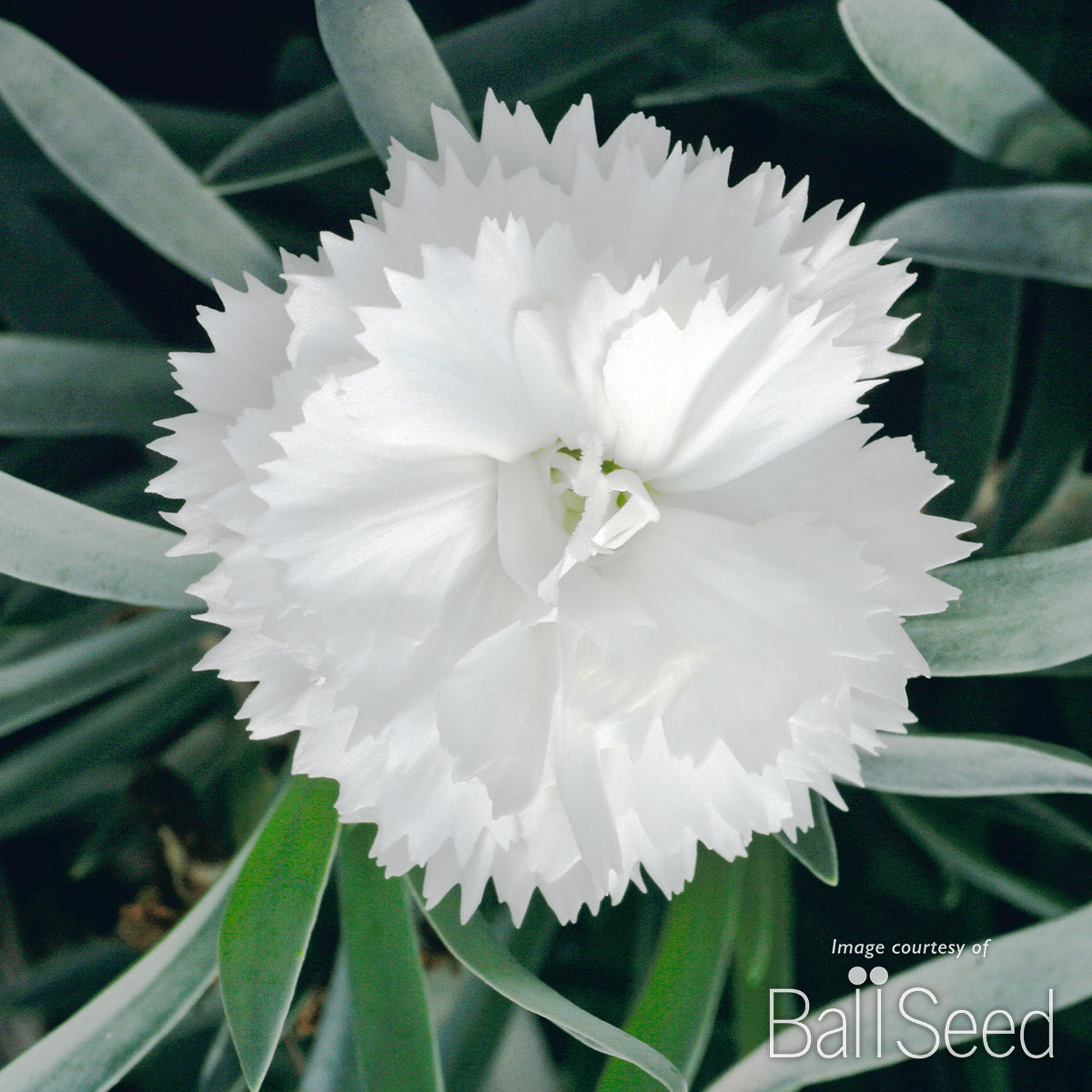 Dianthus White SuperTrouper Qrt CF