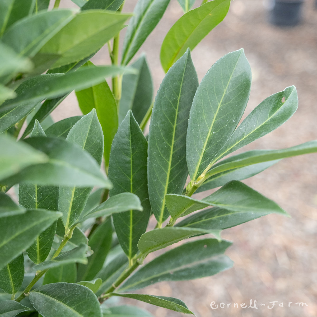 Prunus l. Schipkaensis 7gal English Skip Laurel