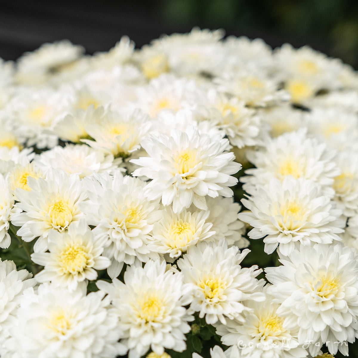 Mums Garden Qrt White