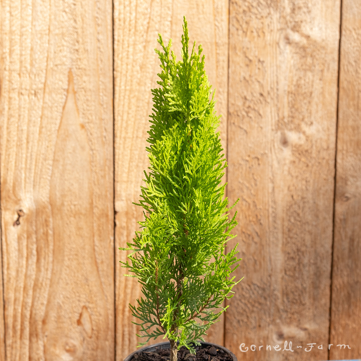 Thuja orientalis Morgan 4in Chinese Aborvitae