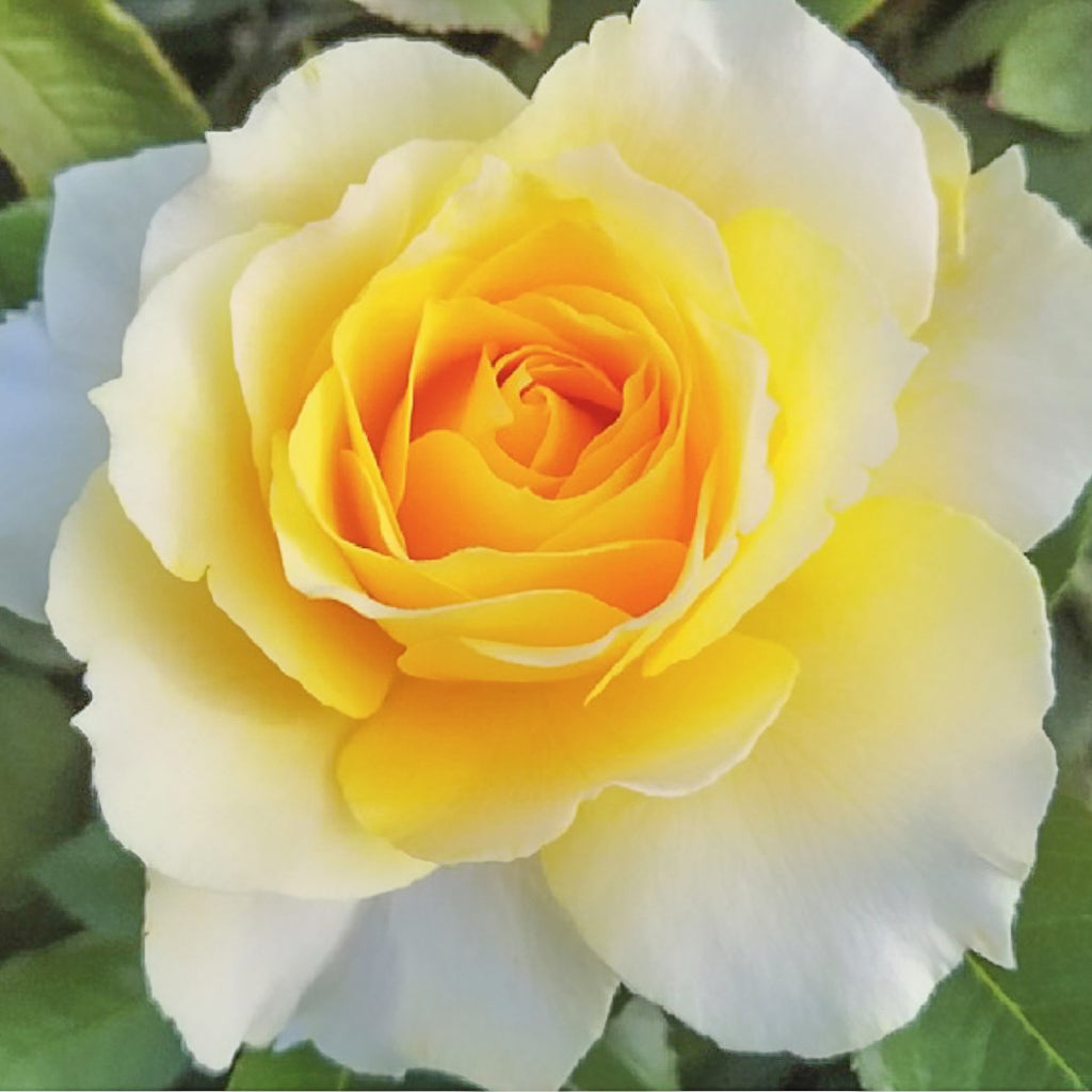 Rose Quest for Zest 5gal Grandiflora