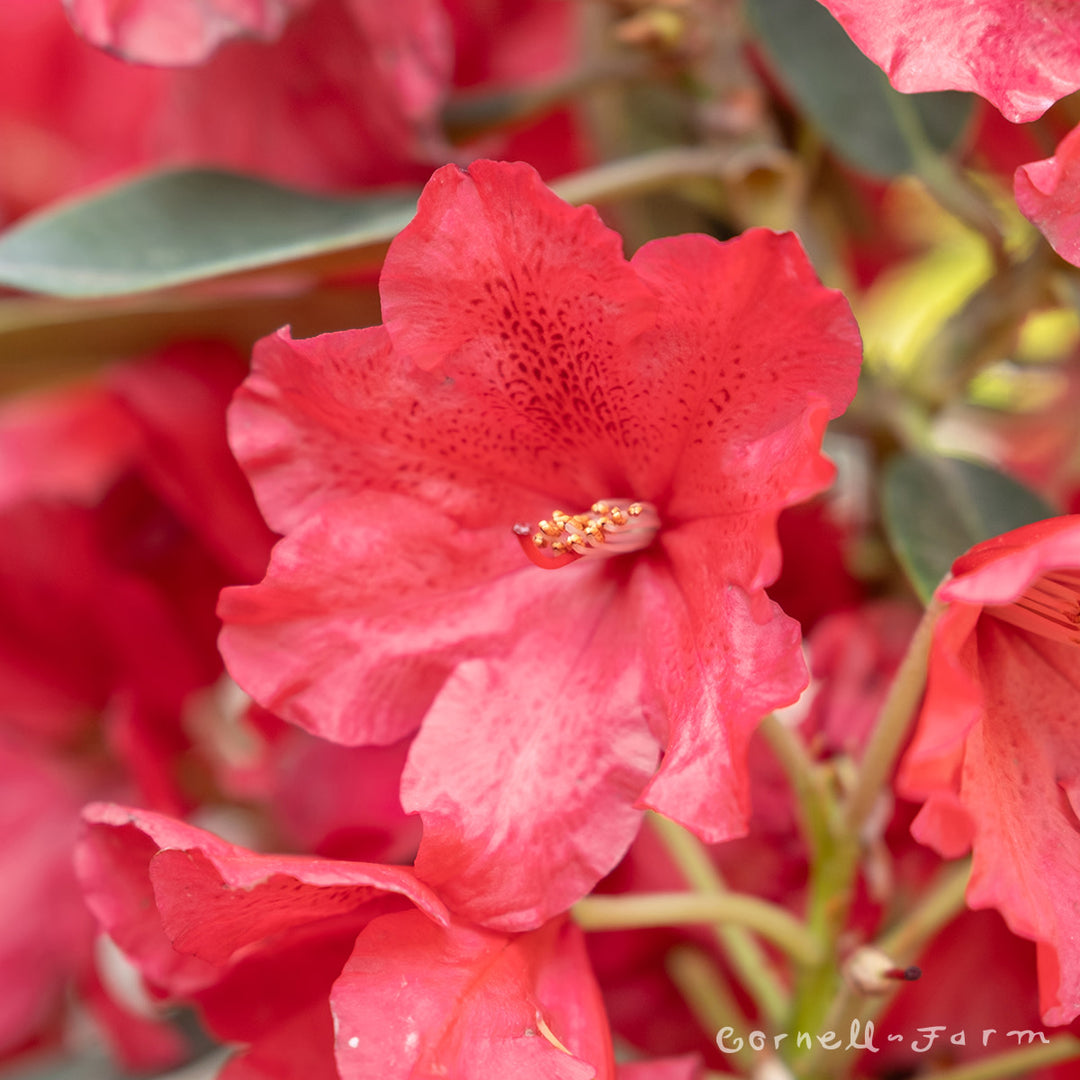 Rhododendron Rabatz 2gal – Cornell Farm