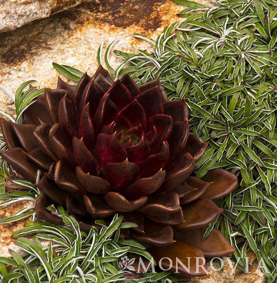 Echeveria Black Prince 1gal