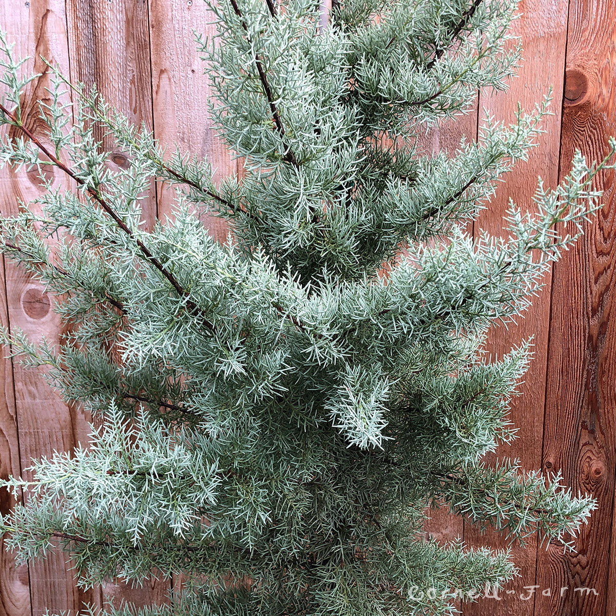 Cupressus a. Sulphurea 10gal Arizona Cypress