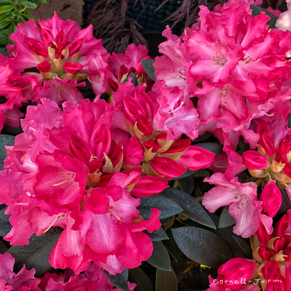 Rhododendron Solidarity 1gal