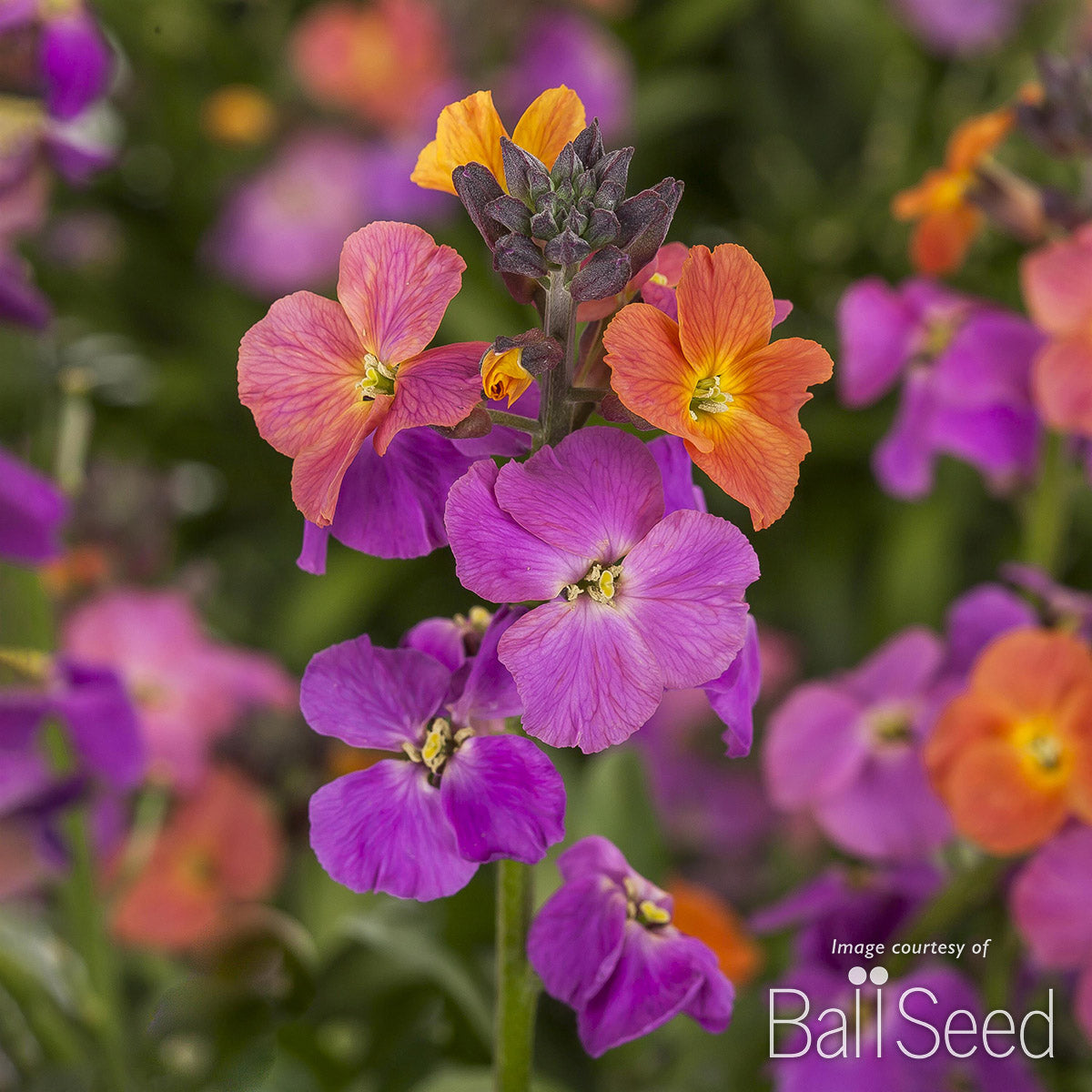 Erysimum Erysistible Magenta 1gal CF