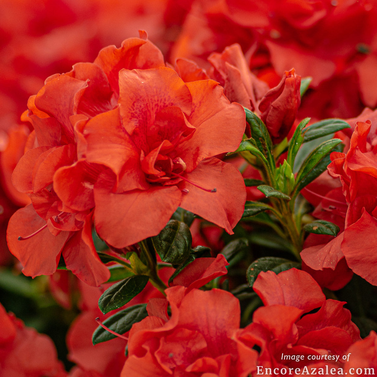 Azalea Autumn Embers 1gal Encore Azalea